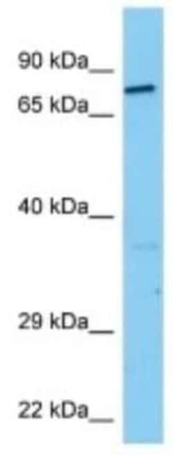 Dystrobrevin alpha Rabbit anti-Mouse, Polyclonal, Novus Biologicals 100